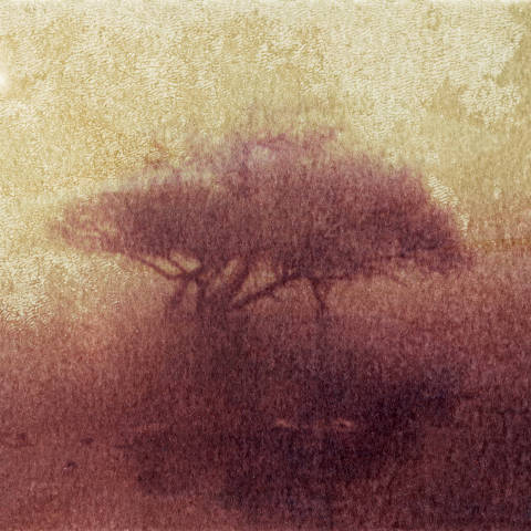 Weserbaum